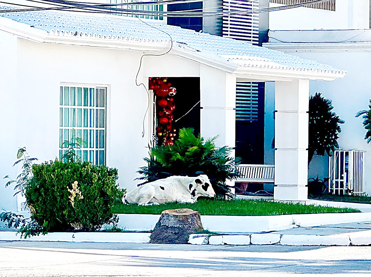 Causa sensación vaca en jardín residencial