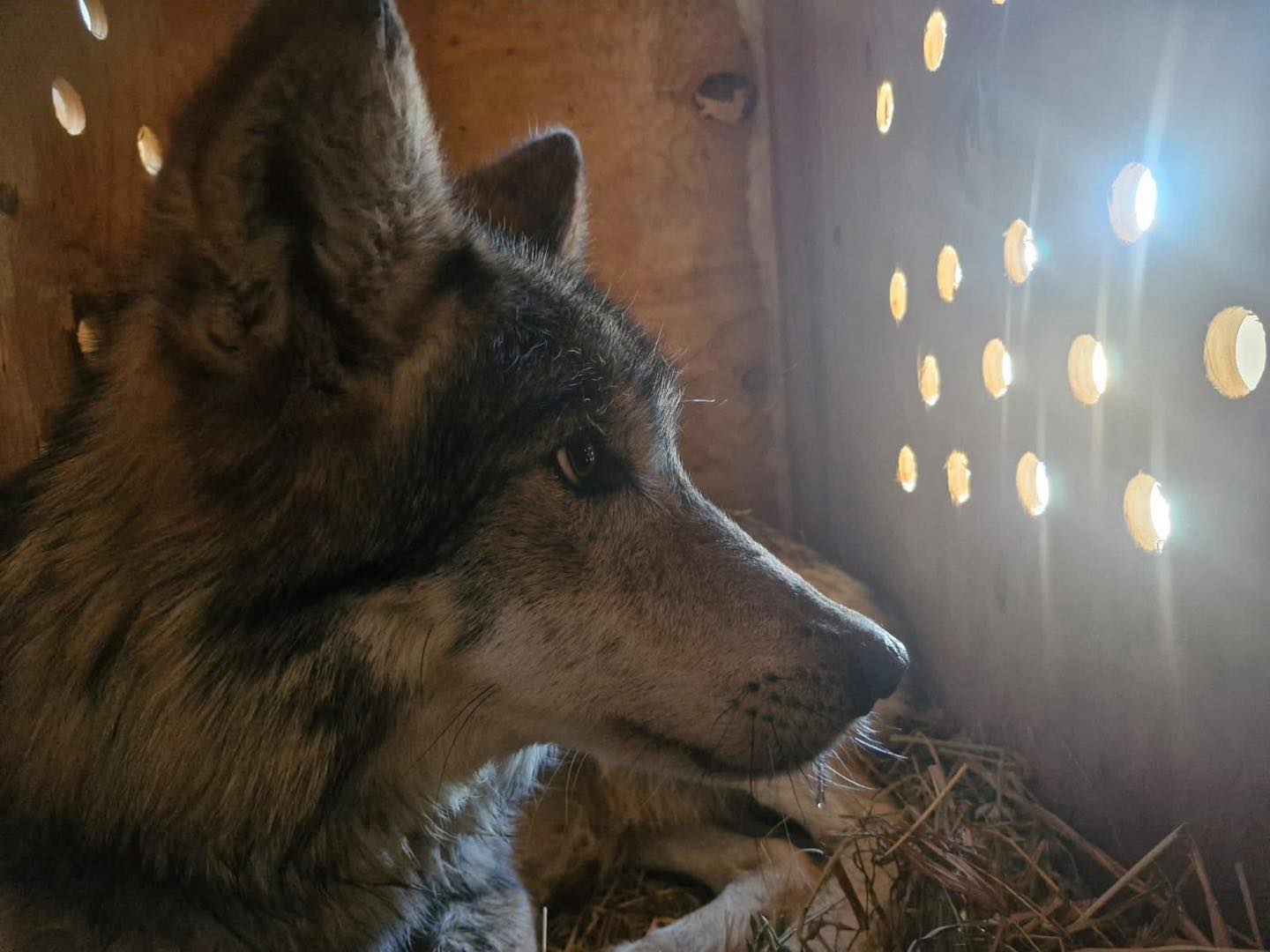 Lobos grises siguen en observación en MUDE