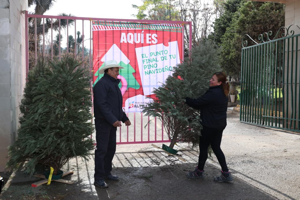 Lleve su pino navideño natural a alguno de los centros de acopio