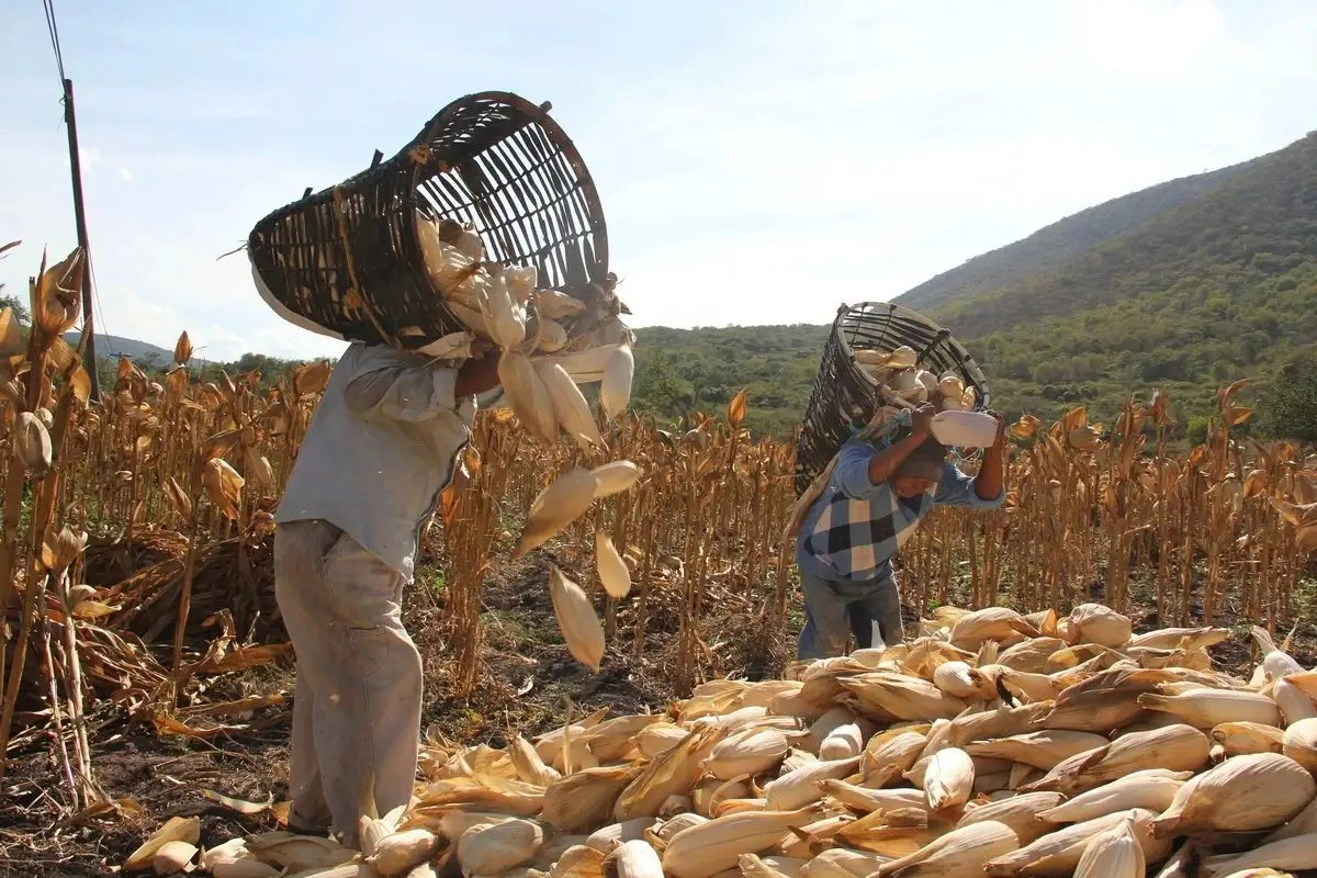 De agricultor a jefe de guerra