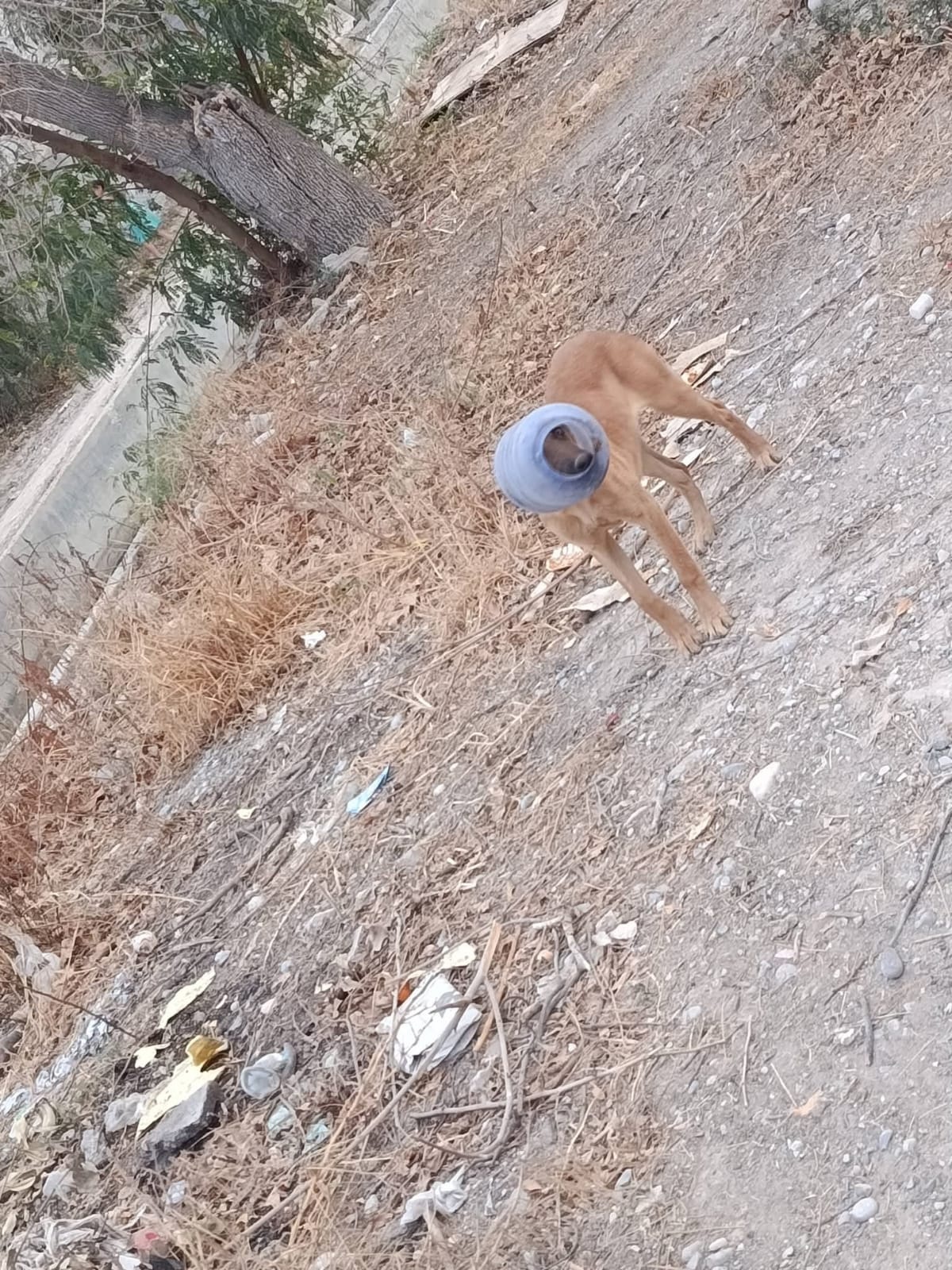 Liberan en ejido a perro con recipiente “atorado”