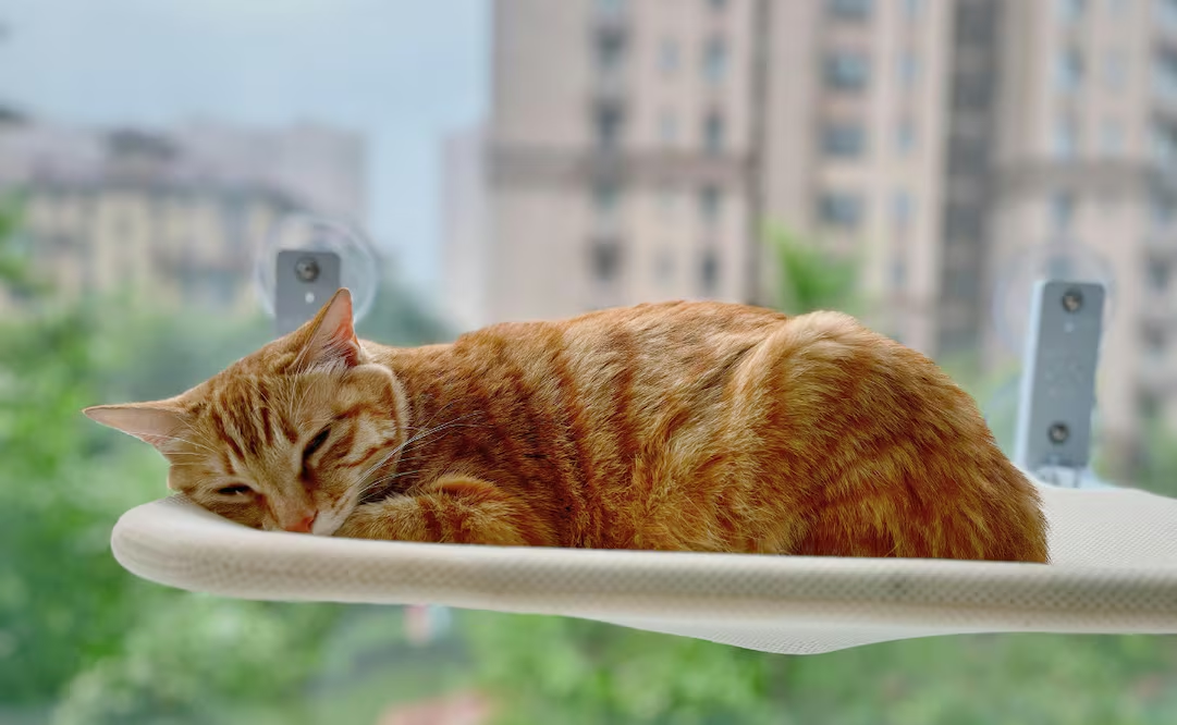 ¿Por qué a mi gato le gusta acostarse cerca de la ventana?; conoce el significado
