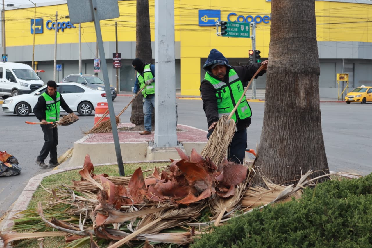 Realiza Municipio poda preventiva de palmas en Francisco Coss