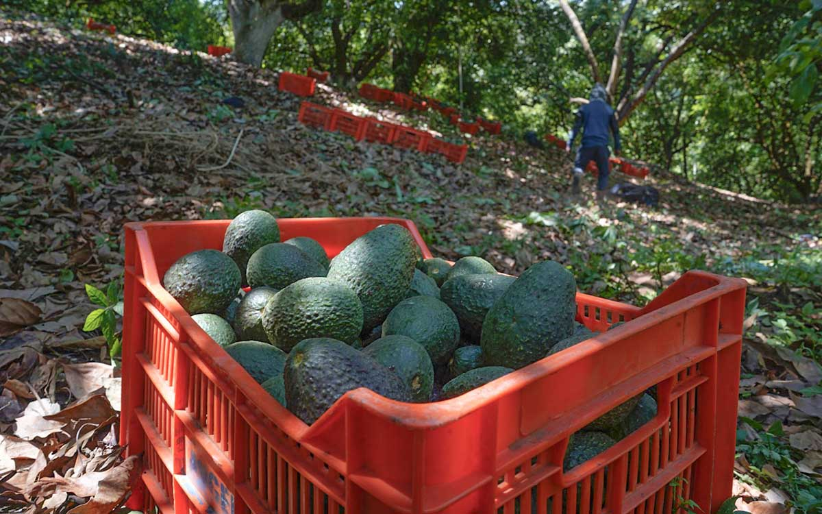 Industria del aguacate paraliza actividades tras jornada violenta en Michoacán