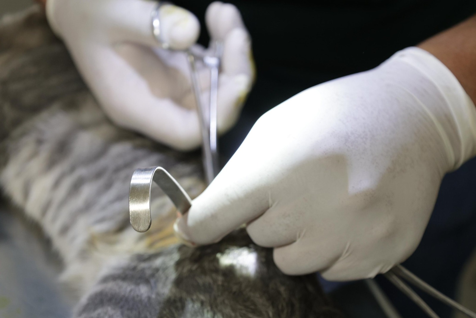 Incrementan acciones para el cuidado animal y salud pública