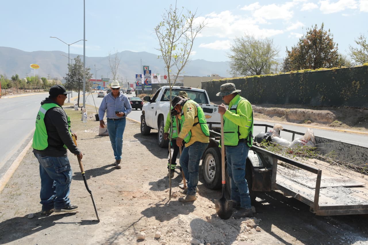 Continúa Saltillo acciones de reforestación en bulevar Colosio