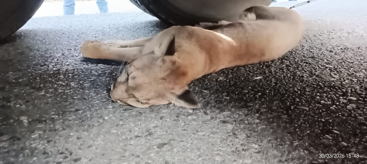 Salva trailero a puma arrollado
