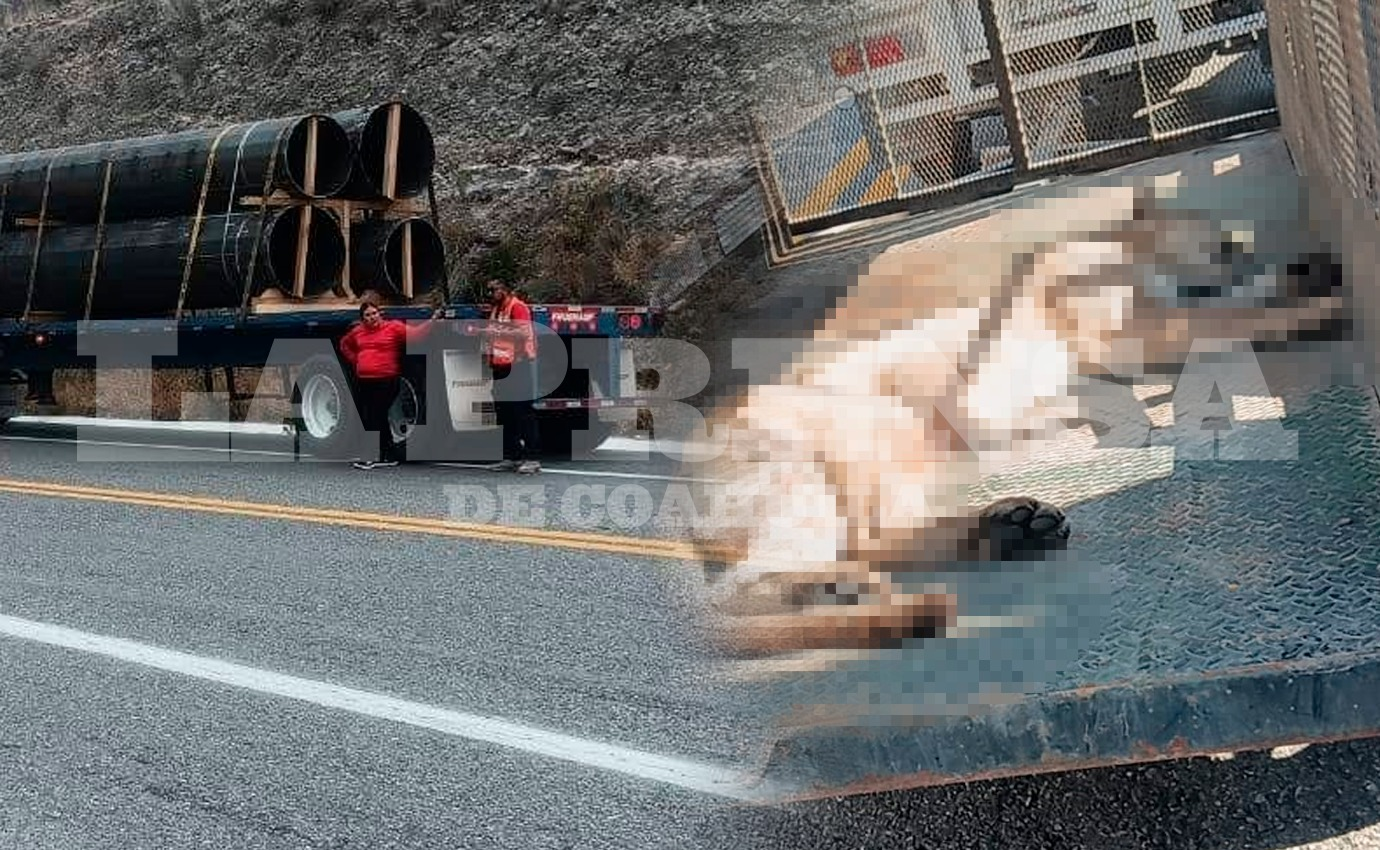 Salva trailero a puma de muerte inminente en La Muralla