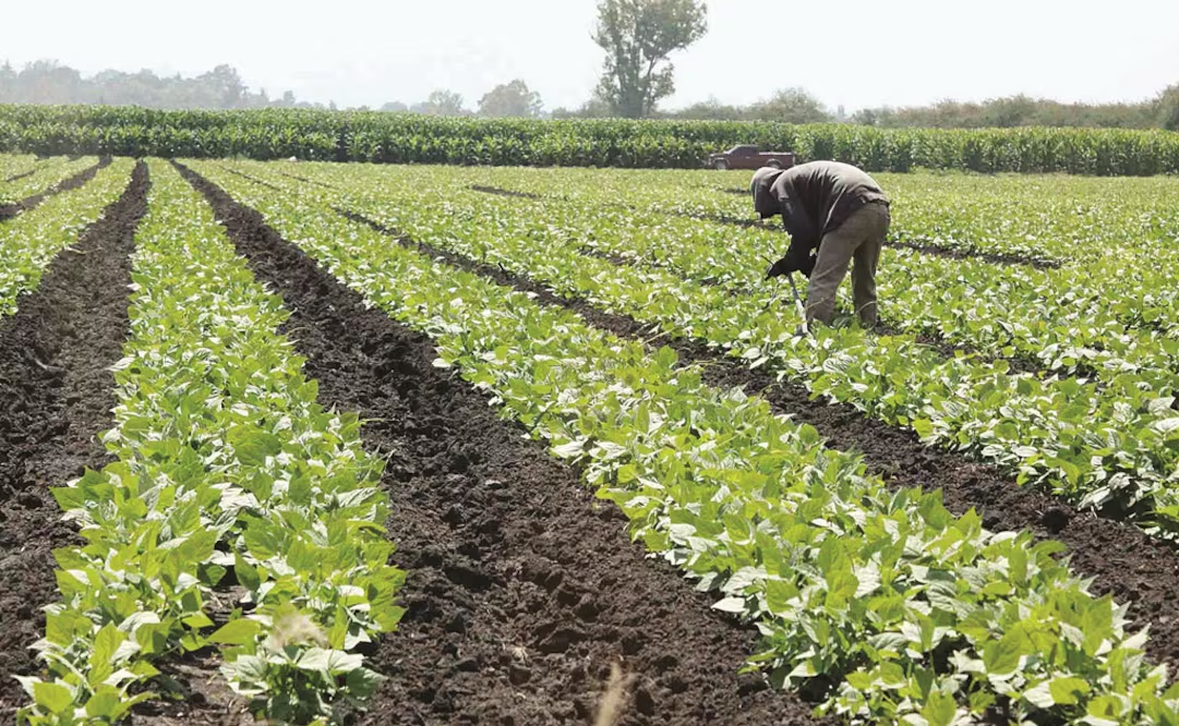 Guerra en Irán sube en casi 26% los precios de los fertilizantes; habrá impacto a programas del campo, alerta GCMA