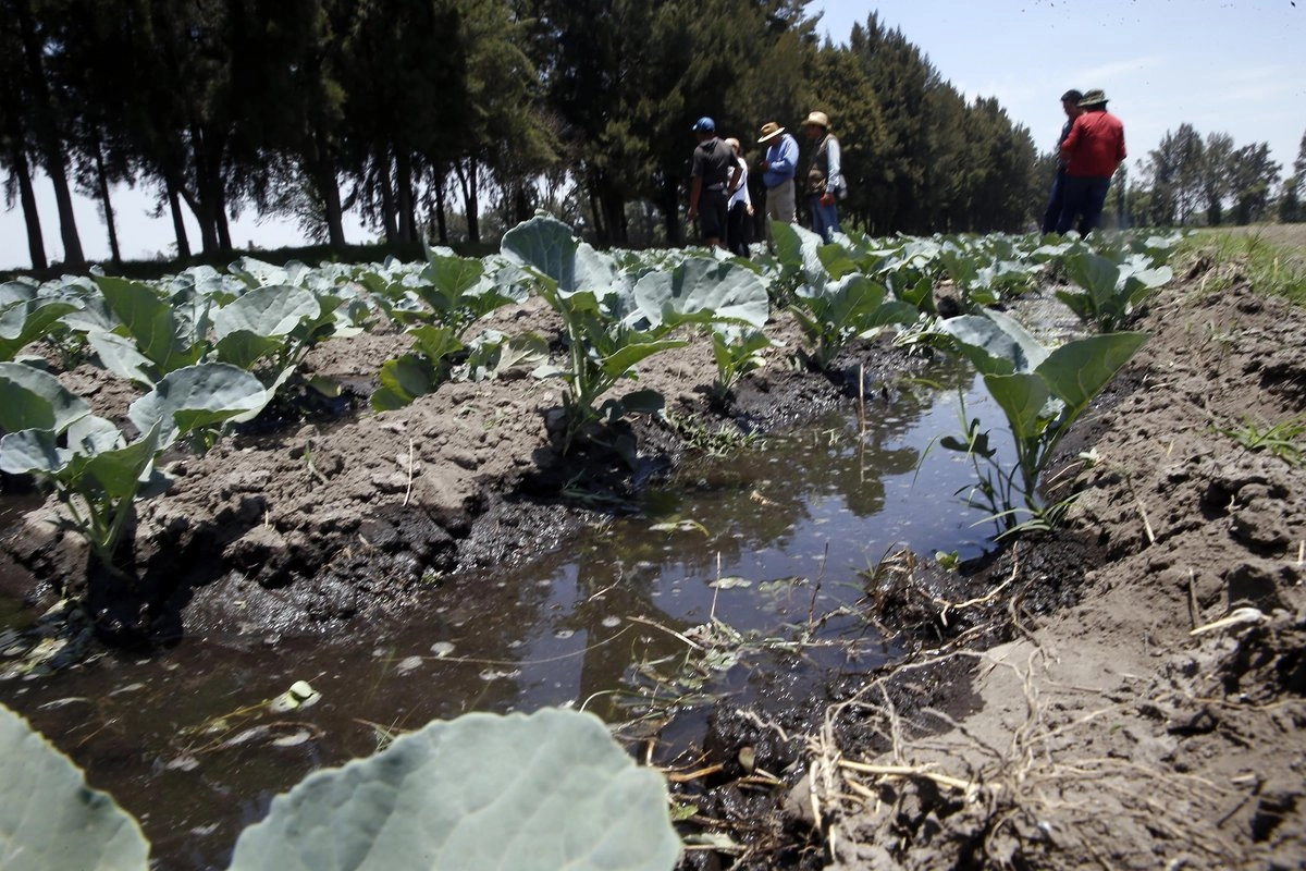 Retrocede la capacidad de México para producir los alimentos que consume