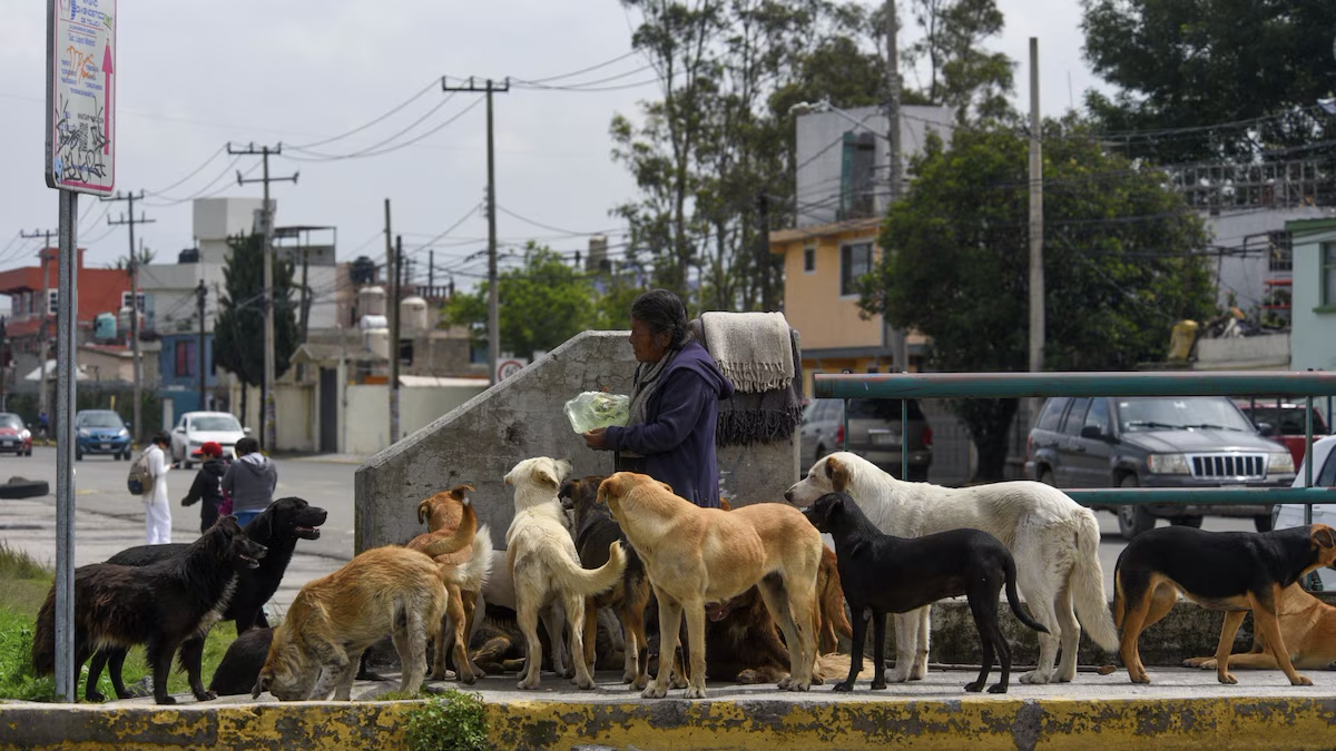 Ordena exalcaldeza sacrificar a 10 mil perros en el Edomex