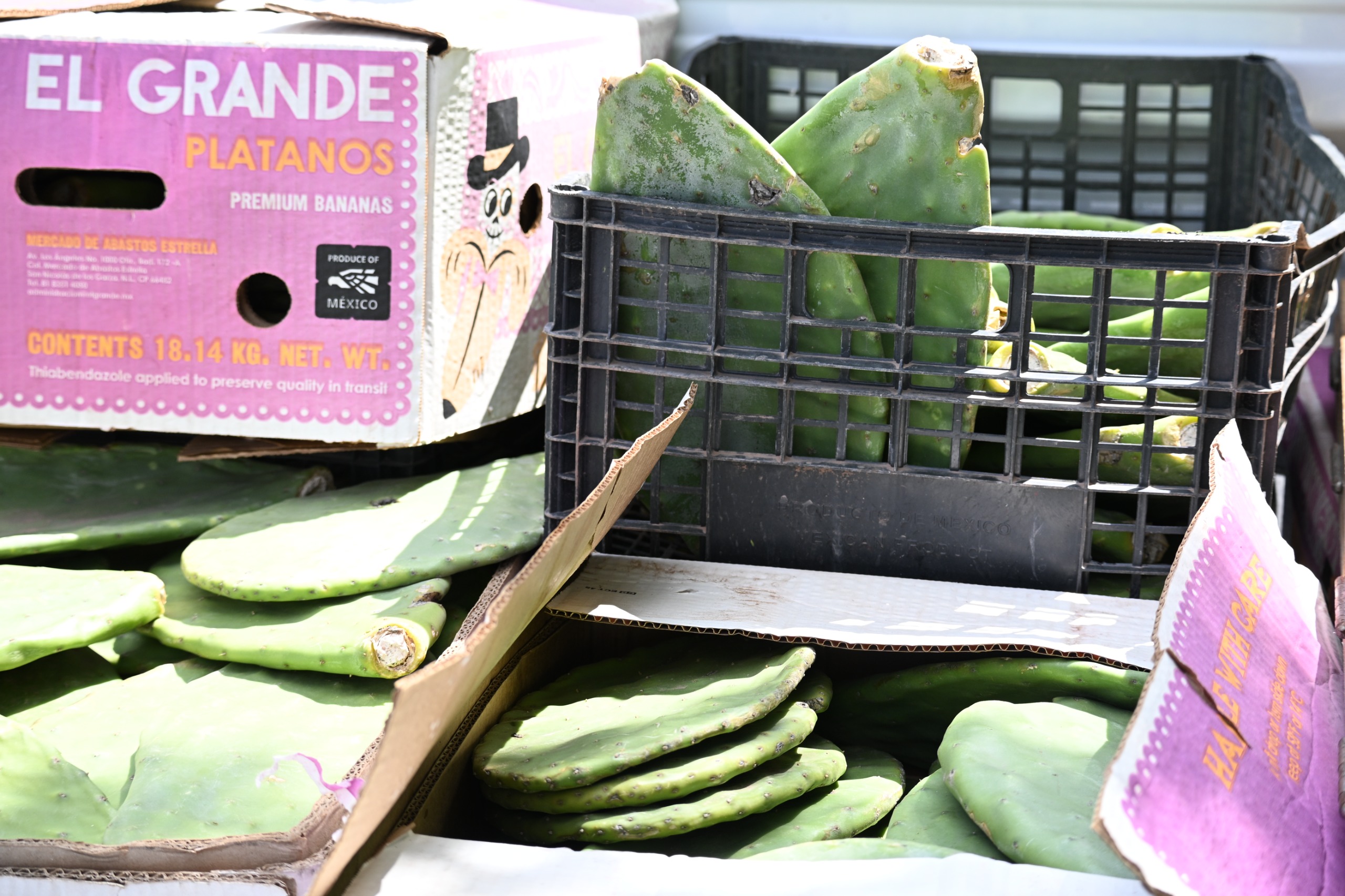 Inician siembra de nopal para fortalecer al campo