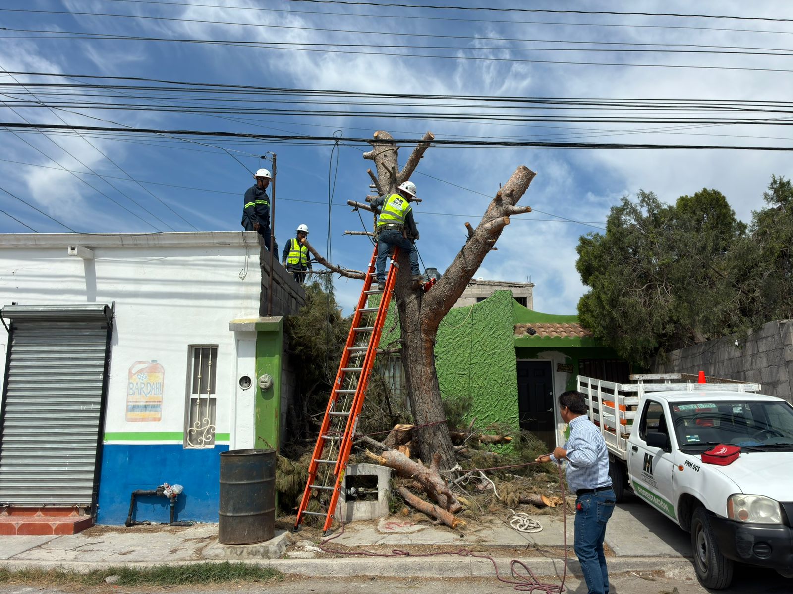 Retiran vetusto árbol por representar riesgo