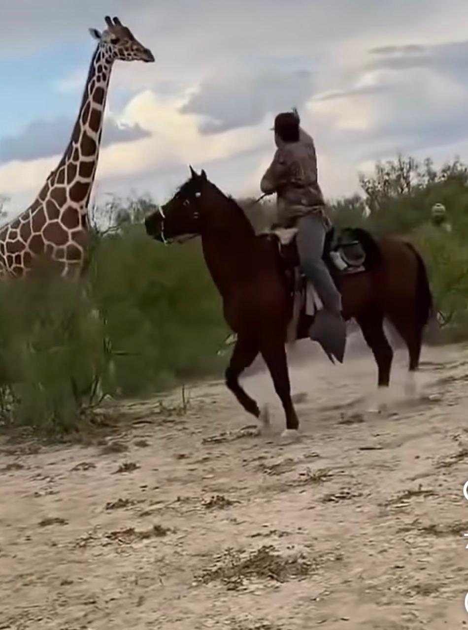 Fracasan en lazar jirafa en Progreso