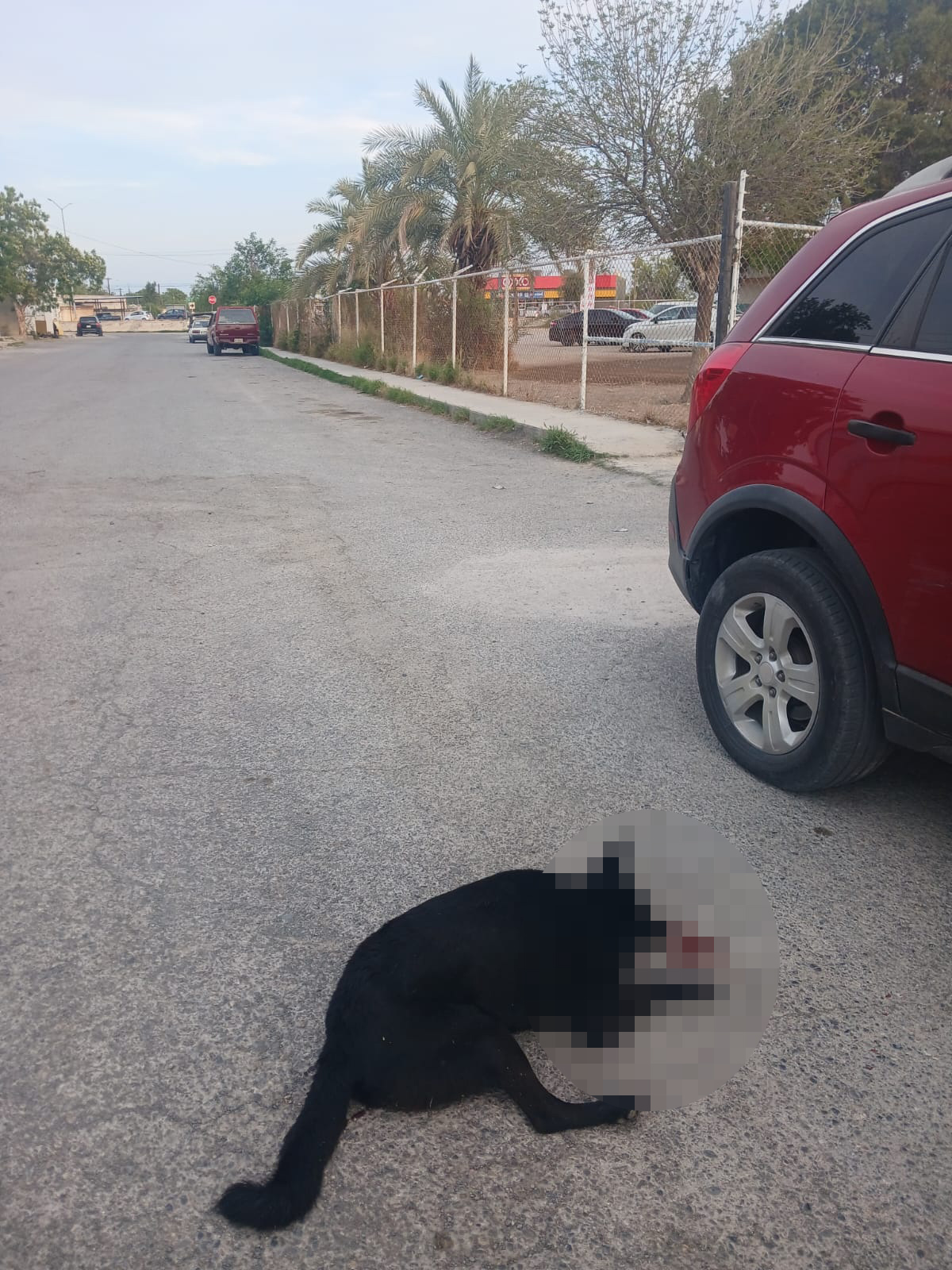 Matan de un balazo a perro en la calle