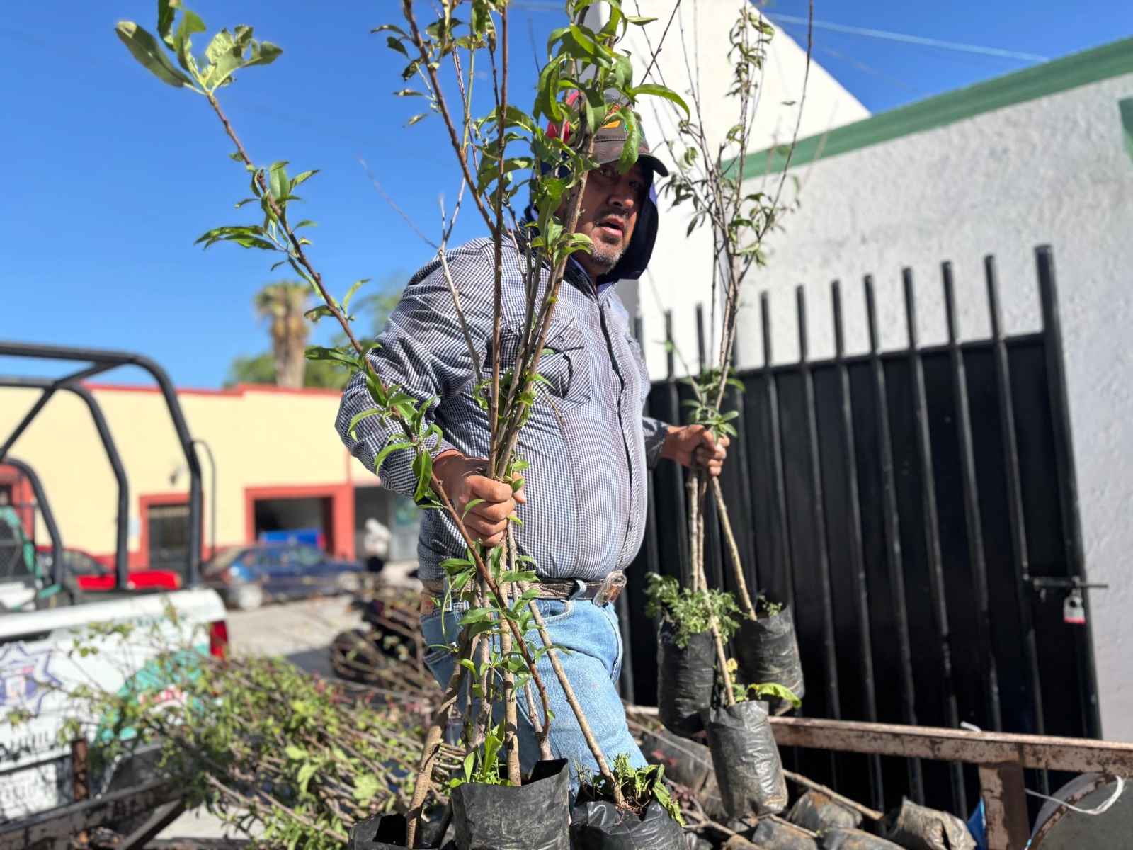 Promueve Parras la reforestación con la donación de árboles