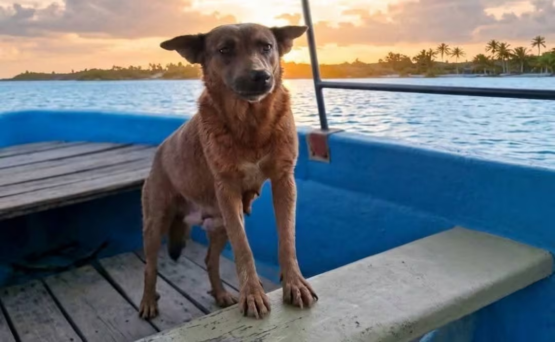 Env*nenan a Beni, perrita que ayudaba a limpiar presa en Oaxaca; investigan su fallecimiento tras labores de limpieza de lirio acuático