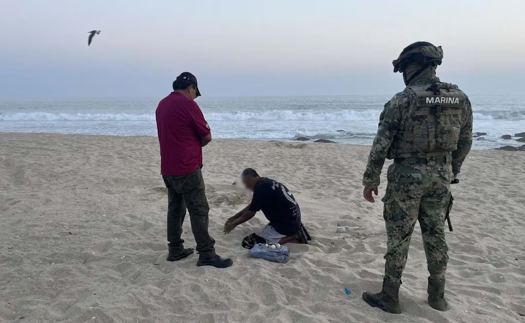 Marina recupera dos mil huevos de tortuga golfina en Oaxaca; son trasladados al Santuario Tortuguero de Escobilla