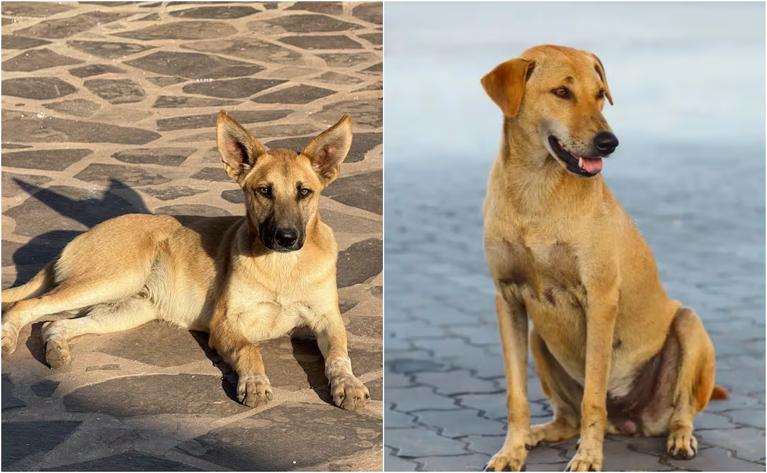 Perrito “Caramelo” es reconocido como raza mexicana; conoce la razón