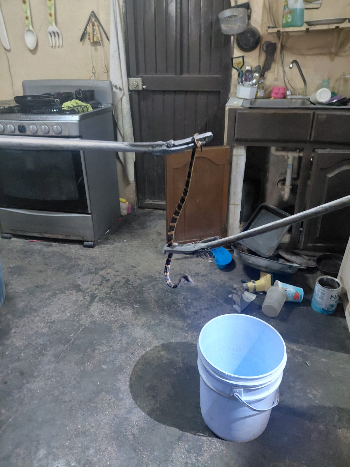 Encuentran serpiente adentro de su vivienda
