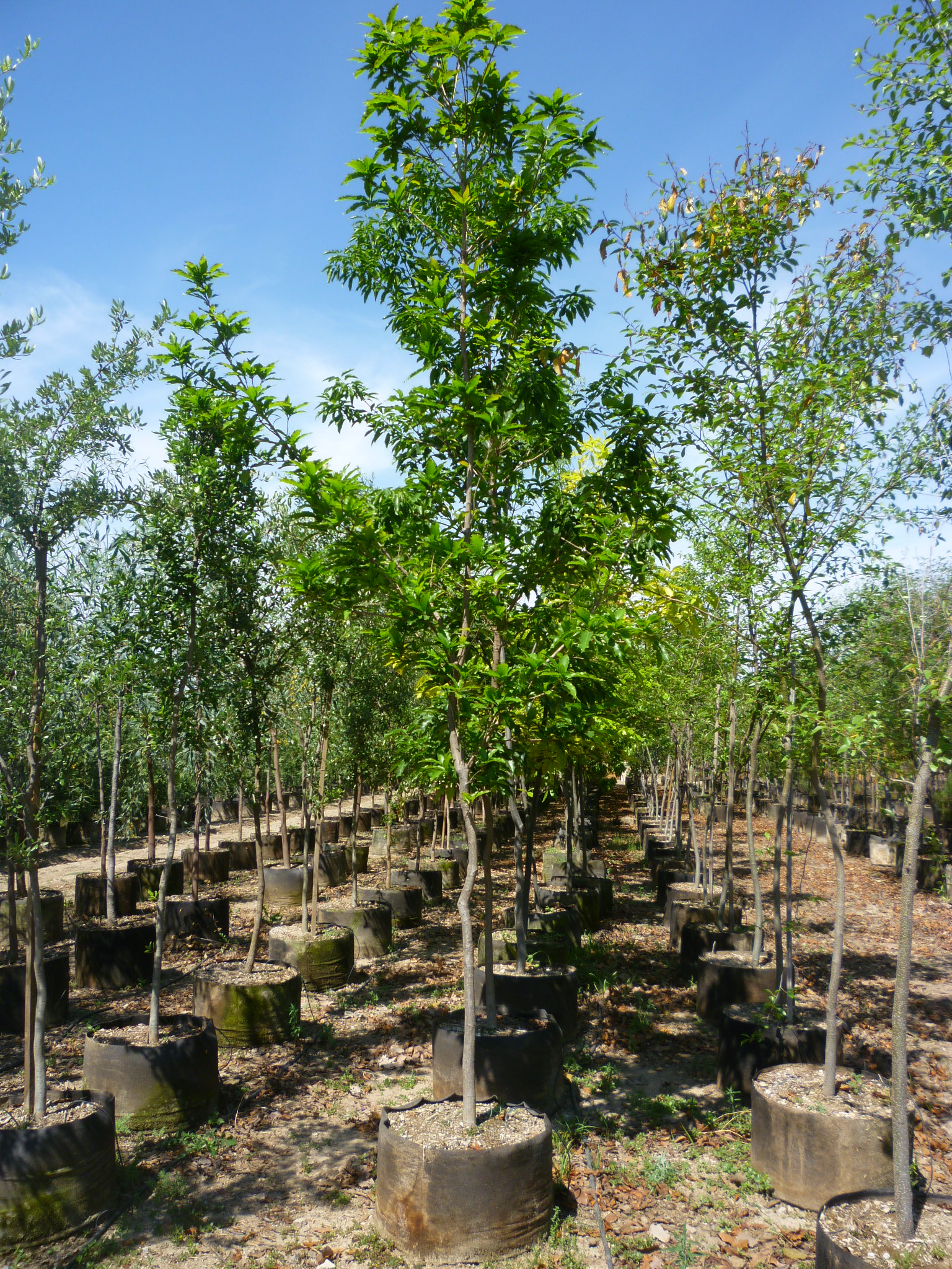 Sembrar más árboles en lugar de césped artificial