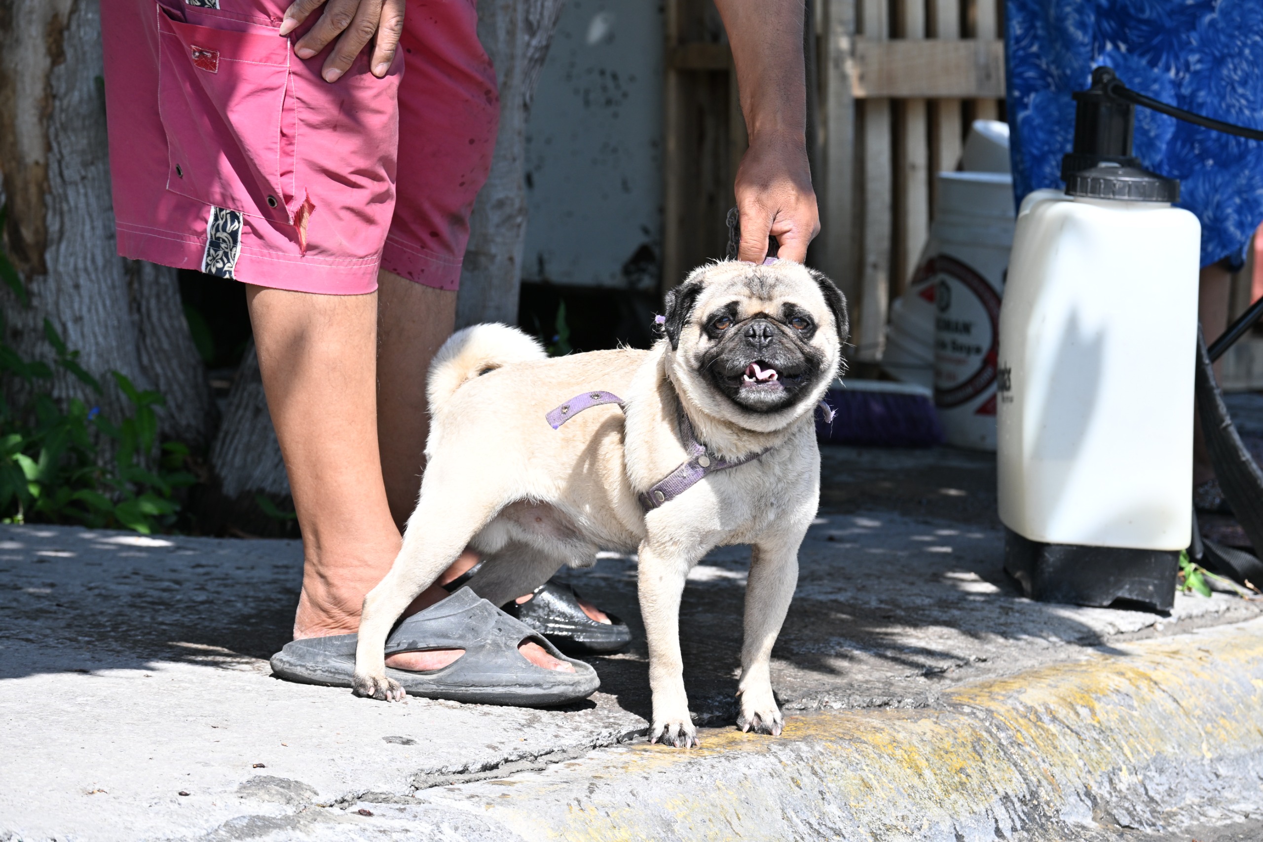 Suman 90 perros atendidos en brigadas contra las garrapatas