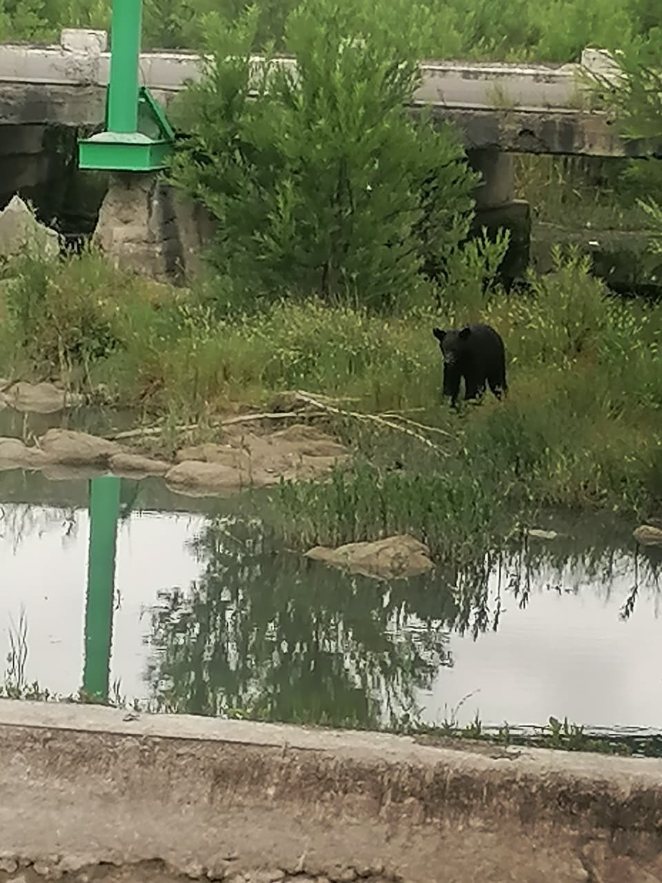 Reportan avistamiento de un oso en parque «Los Sabinitos»