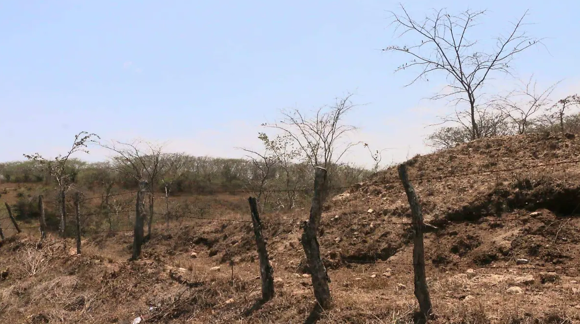 Golpea escasez de agua al sector ganadero en ejido Nueva Rosita
