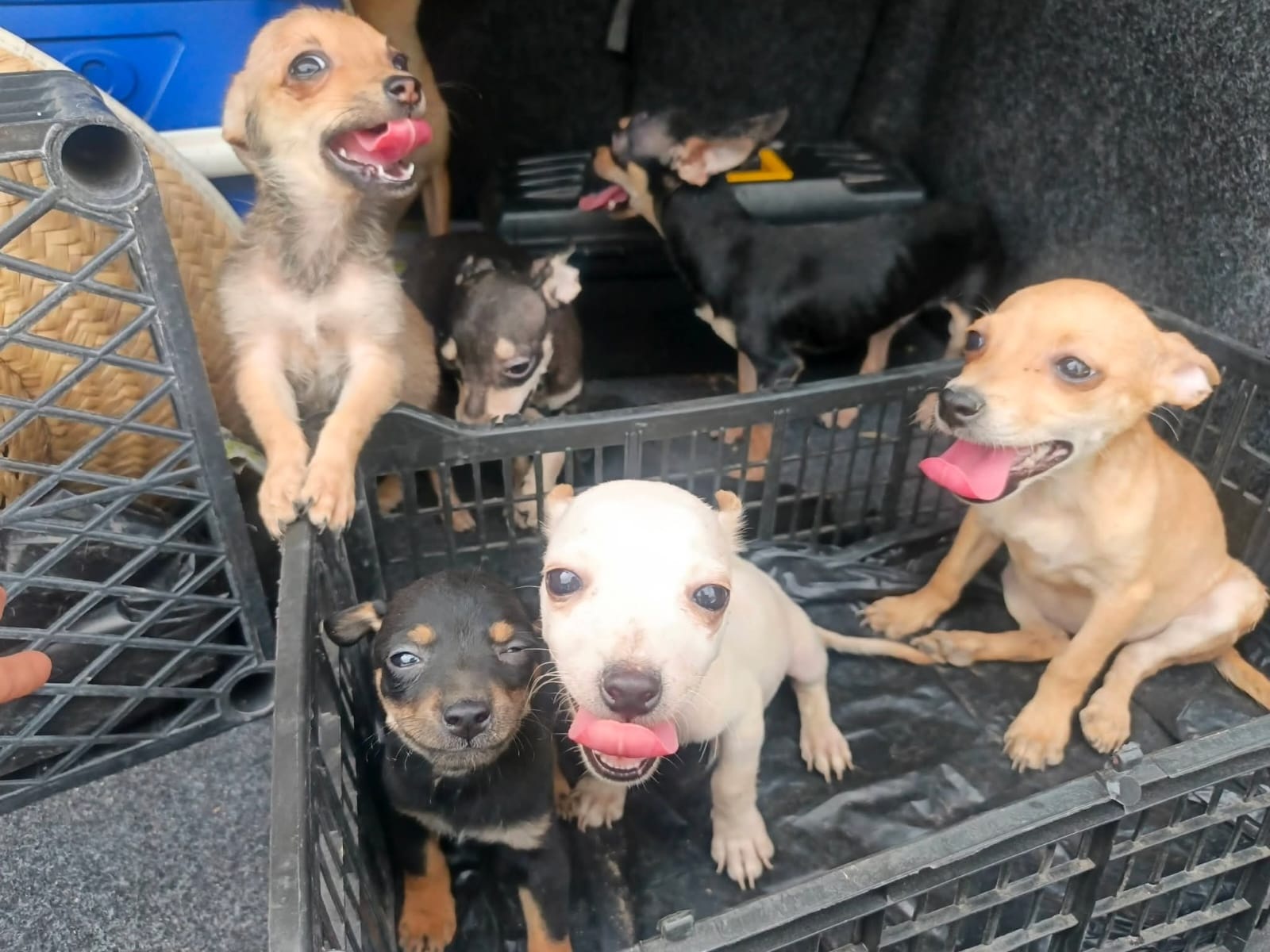 Quedan en la orfandad 20 cachorros chihuahua