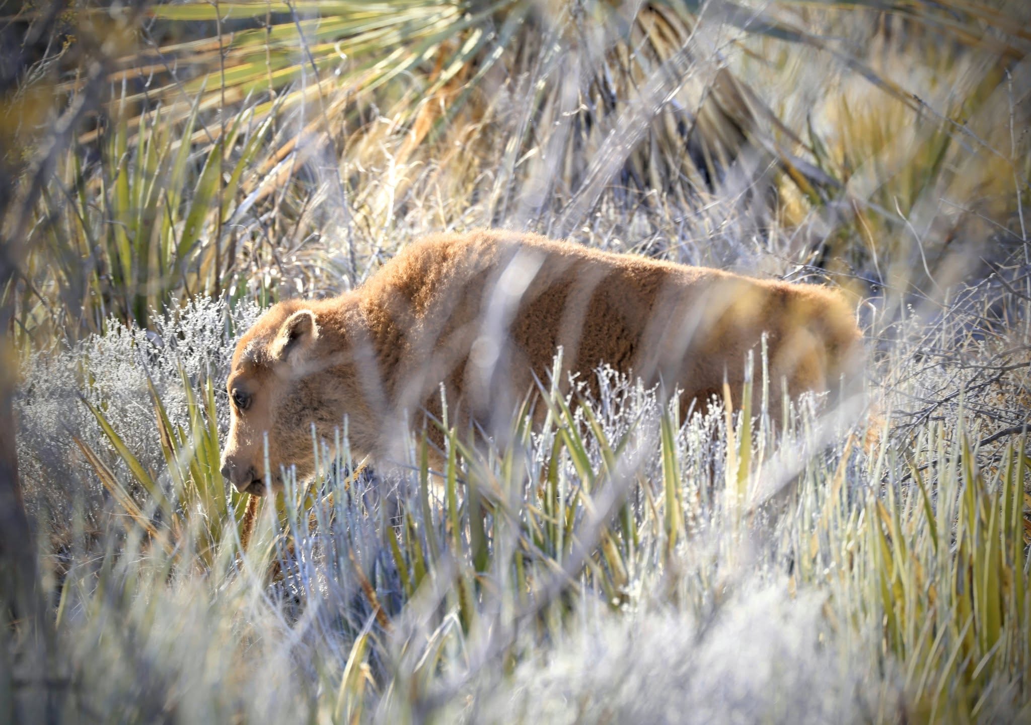 Nacen tres bisontes en Cuatro Ciénegas