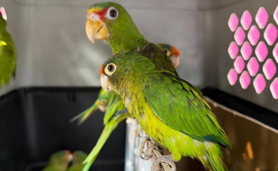 Profepa rescata a 68 ejemplares de pericos y loros en Michoacán y Chiapas; hay un detenido