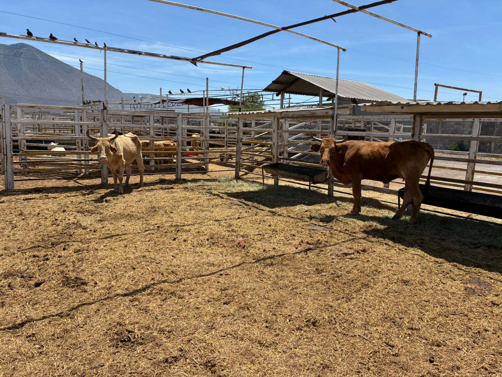 Refuerzan acciones contra el gusano barrenador en Castaños; llaman a la unidad del sector ganadero