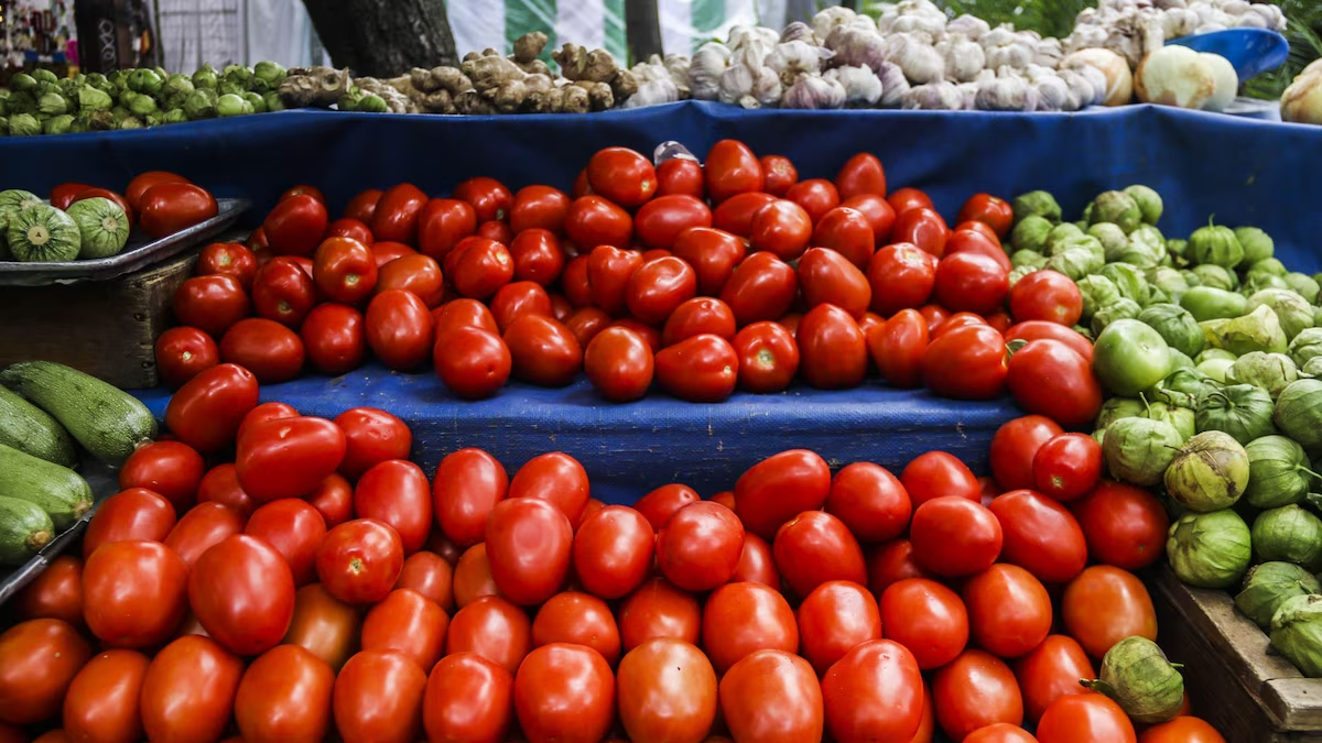 Precio del jitomate hasta 80 pesos por kilo se extenderá al verano, advierten productores