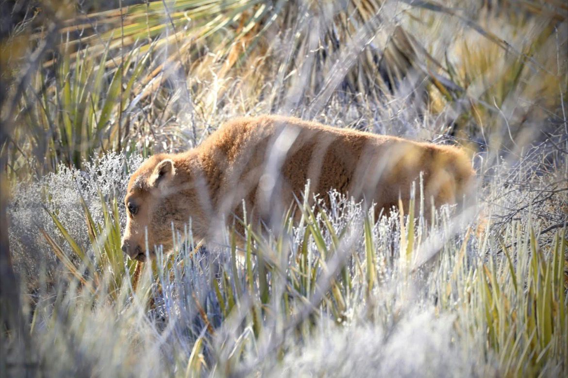 Nacen en Ciénegas primeros 3 bisontes