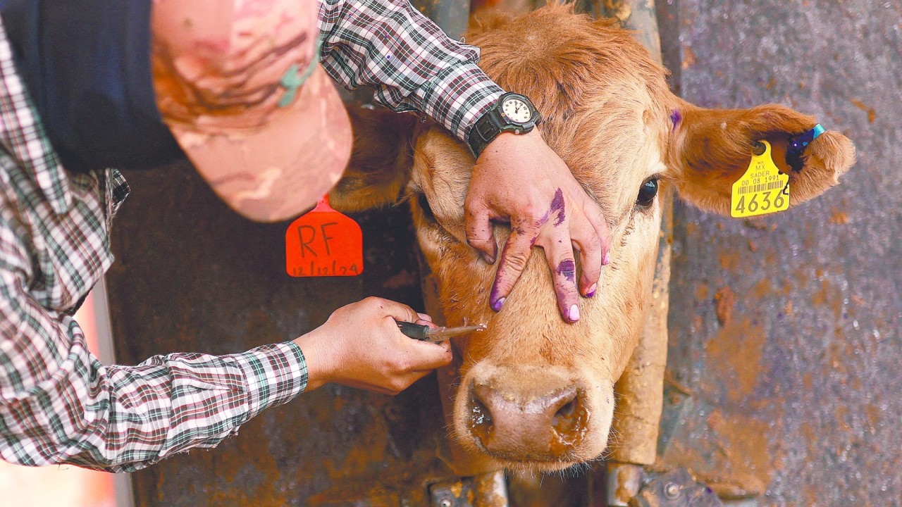 Confirman barrenador en veterinario de Saltillo