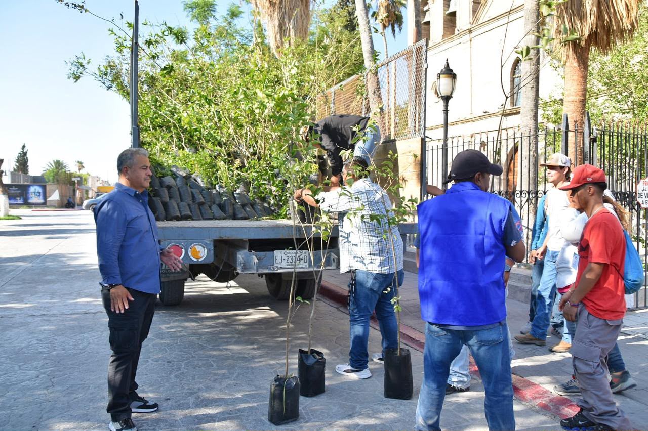 Dona 4-Ciénegas 500 árboles; se impulsa desarrollo ambiental
