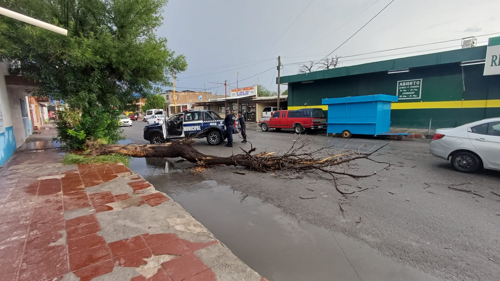 Cede árbol ante presión de viento