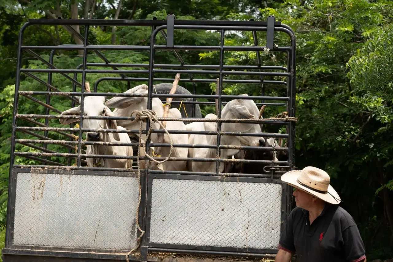 Médico veterinario de Saltillo se contagia de miasis por gusano barrenador