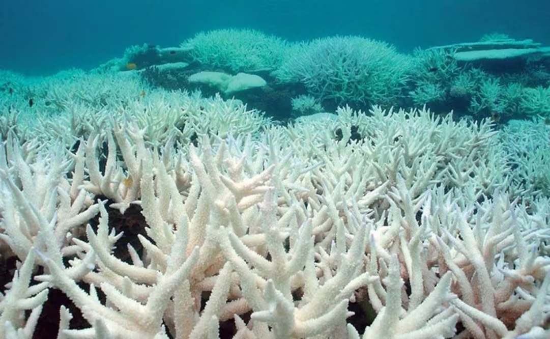 «El Niño» provocaría un blanqueamiento global de los corales, alertan; elevará más de 2 grados la temperatura del Pacífico