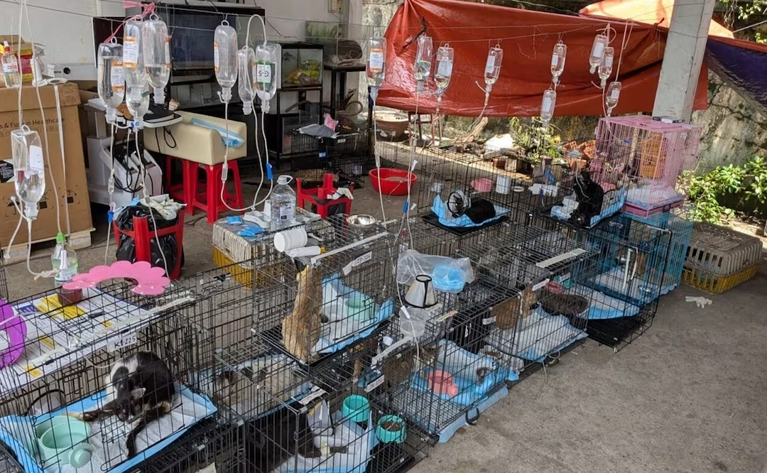 En Vietnam rescatan a cientos de gatos destinados para consumo humano; cae red de comercio de carne de felino