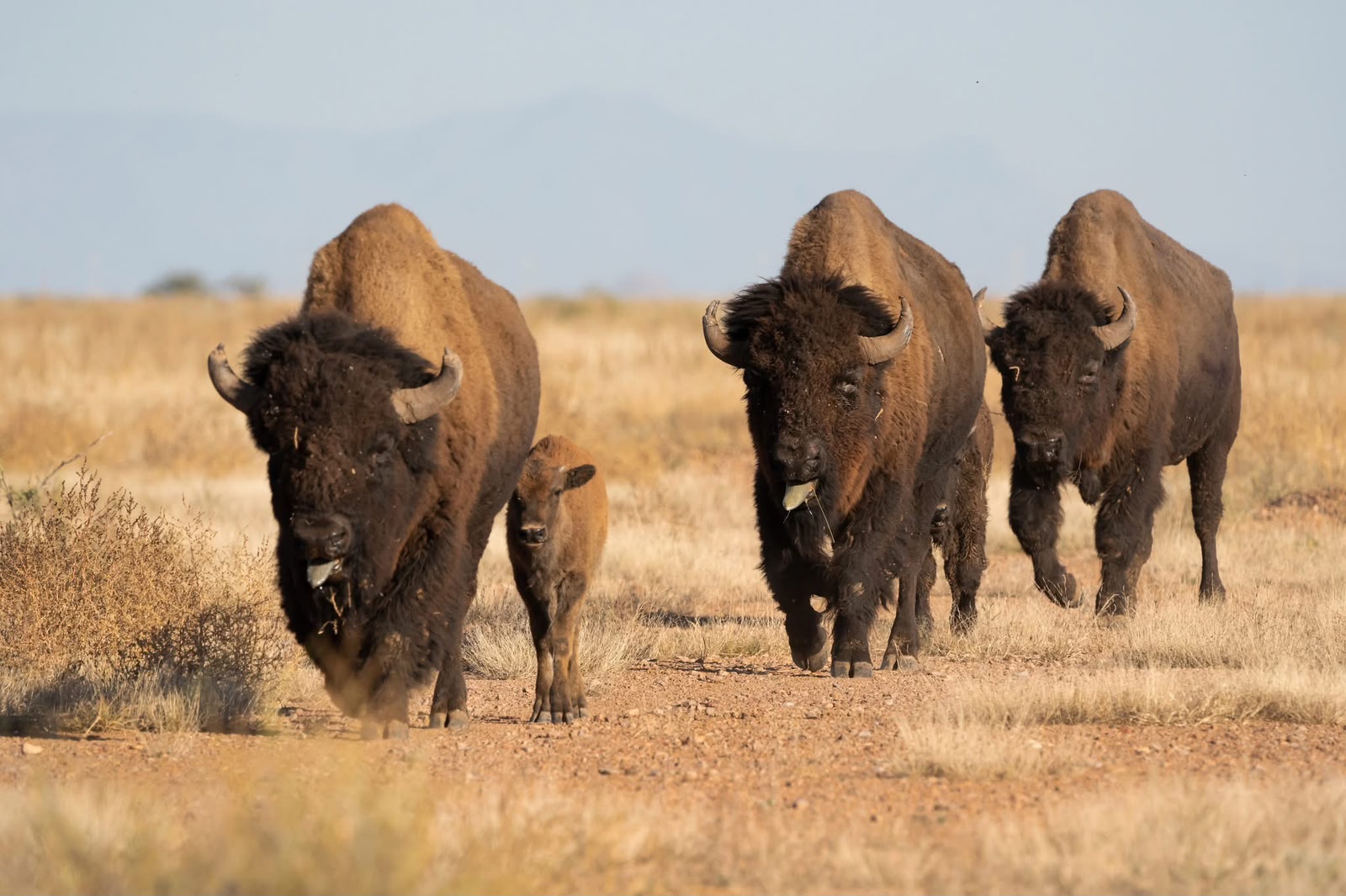 Reintroducción del bisonte, gran avance pro-ambiental