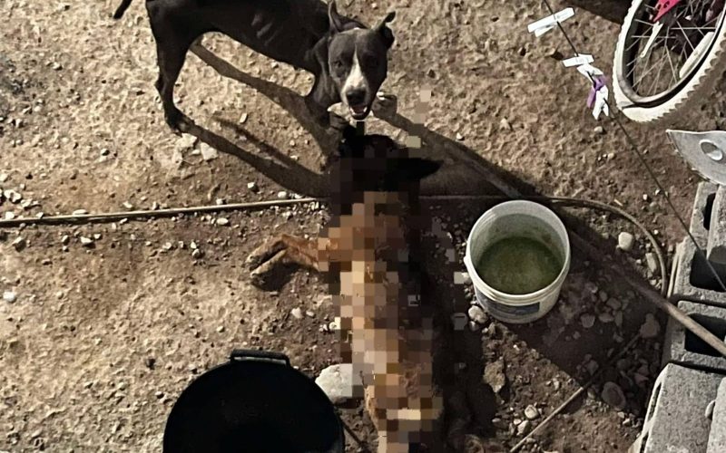 Ataque entre perros destapa abandono y falta de cuidados