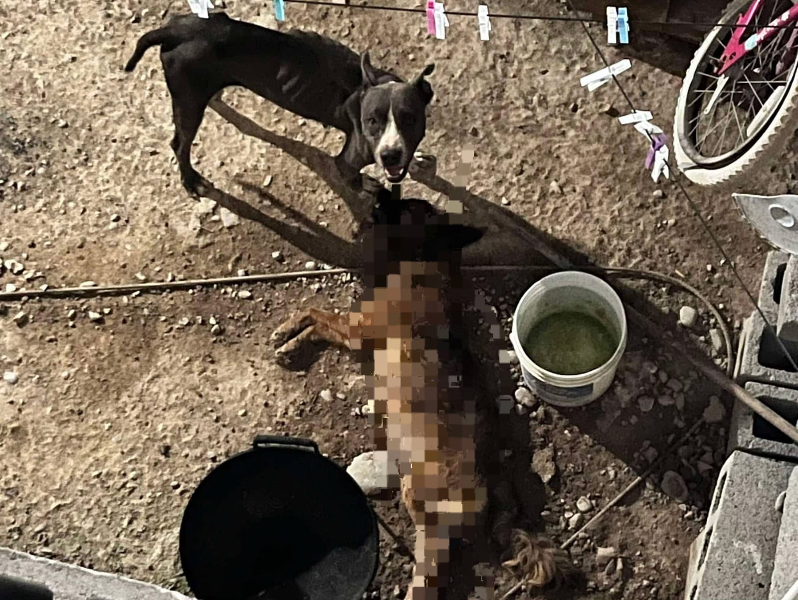Ataque entre perros destapa abandono y falta de cuidados