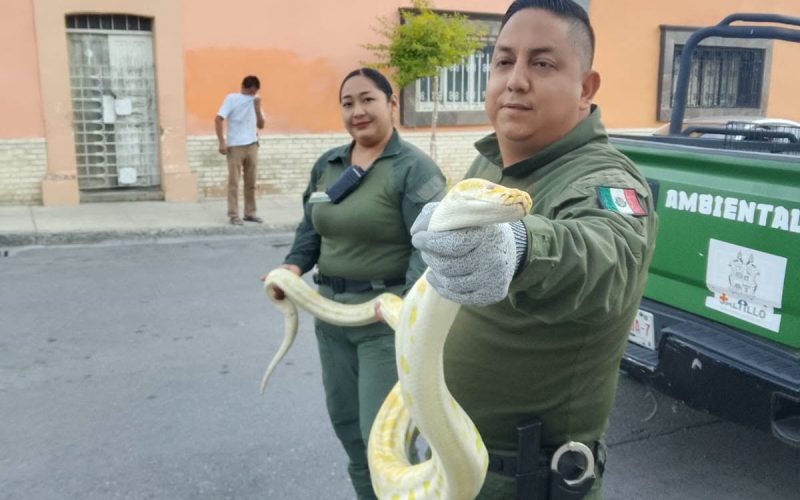 Capturan serpiente exótica en pleno Centro de Saltillo