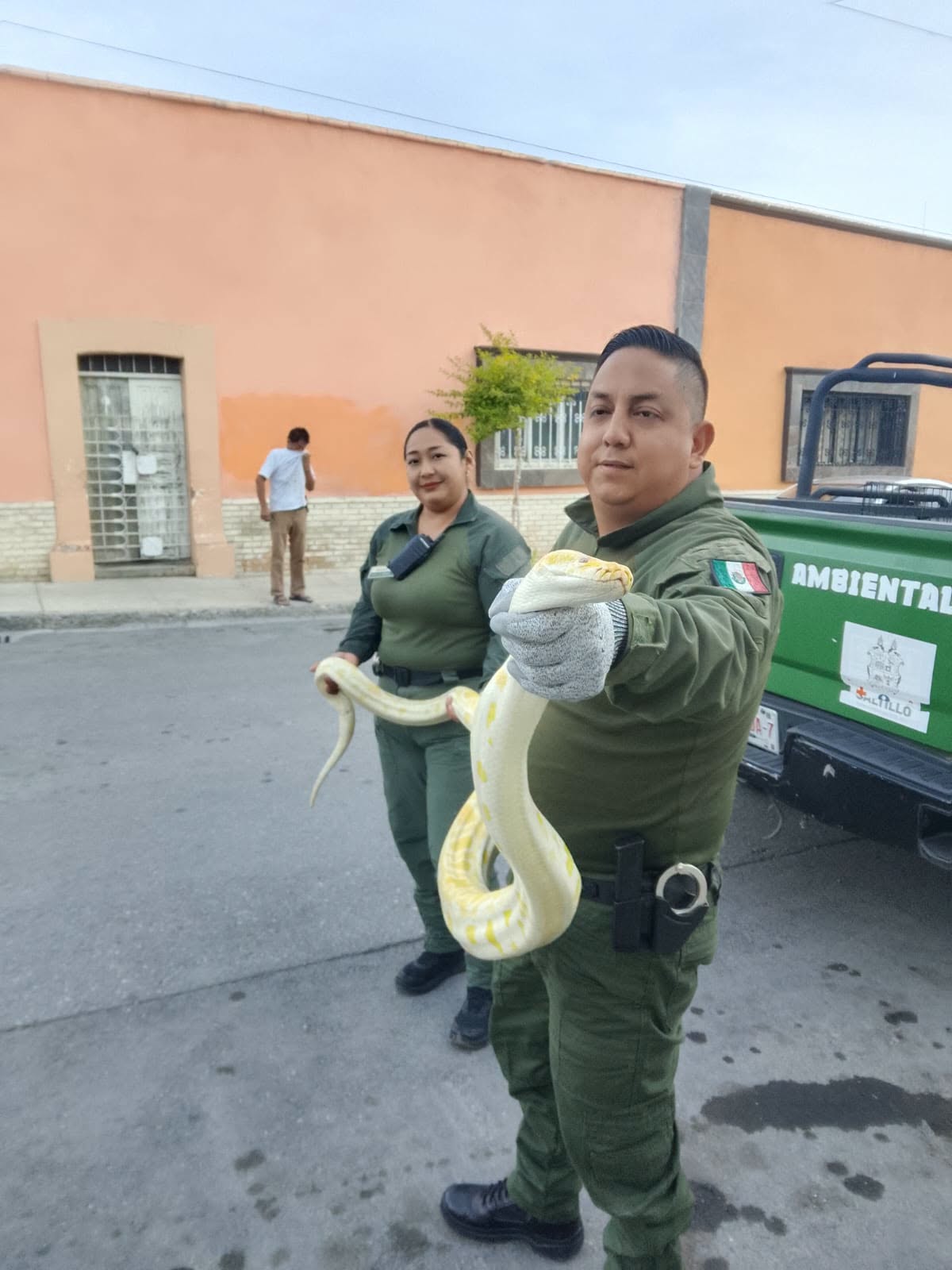Capturan serpiente exótica en pleno Centro de Saltillo