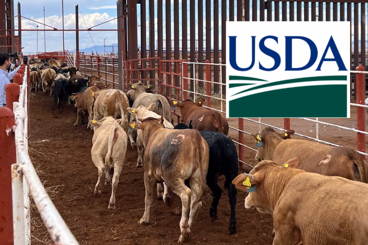 Reabrirá EU frontera al ganado mexicano