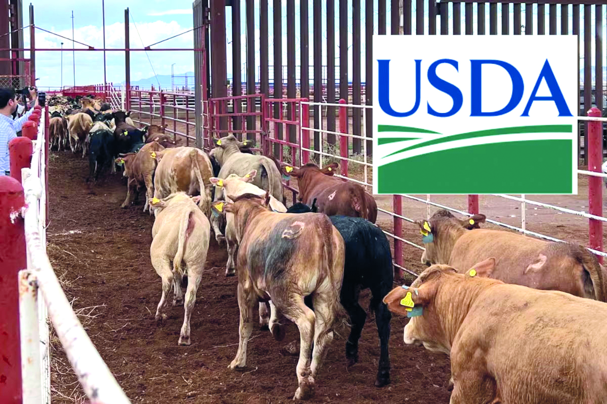 Reabrirá EU frontera al ganado mexicano