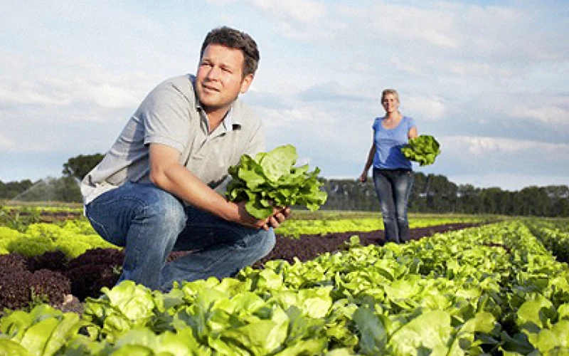 Cierra Taylor Farms planta en México por ciclosporiasis