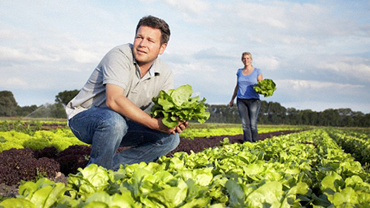 Cierra Taylor Farms planta en México por ciclosporiasis