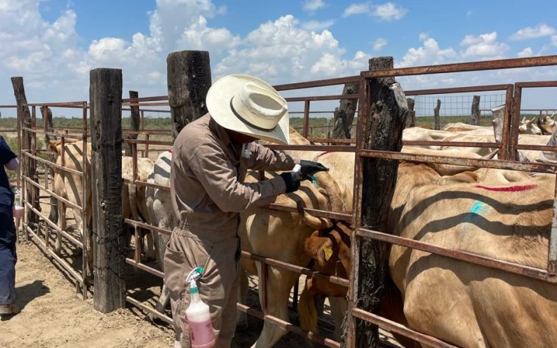 LISTO COAHUILA PARA REANUDAR LAS EXPORTACIONES DE GANADO